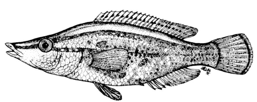 Symphodus rostratus_00001.jpg